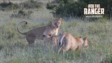 Lions Play In the Morning | Lalashe Maasai Mara Safari