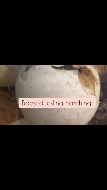 Baby Duck Hatching