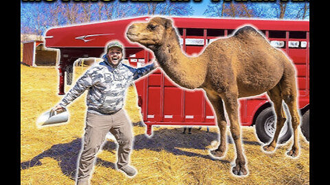 Moving all of my backyard farm animals to the new property