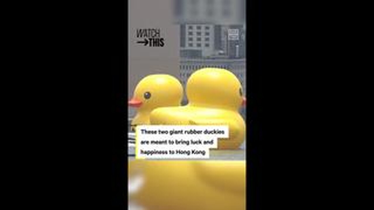 Giant Rubber Ducks Promote Good Luck in Hong Kong