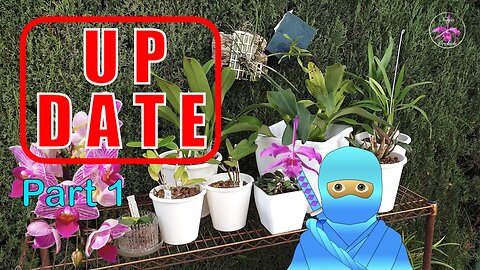 Orchid PROGRESS UPDATE | FAILS LOSSES GROWTH CARE REPORT #ninjaorchids #orchidninja 🌸🥷🏼