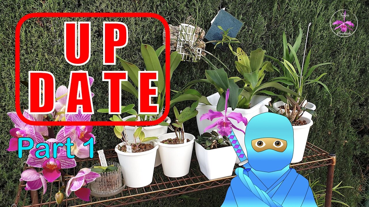 Orchid PROGRESS UPDATE | FAILS LOSSES GROWTH CARE REPORT #ninjaorchids #orchidninja 🌸🥷🏼