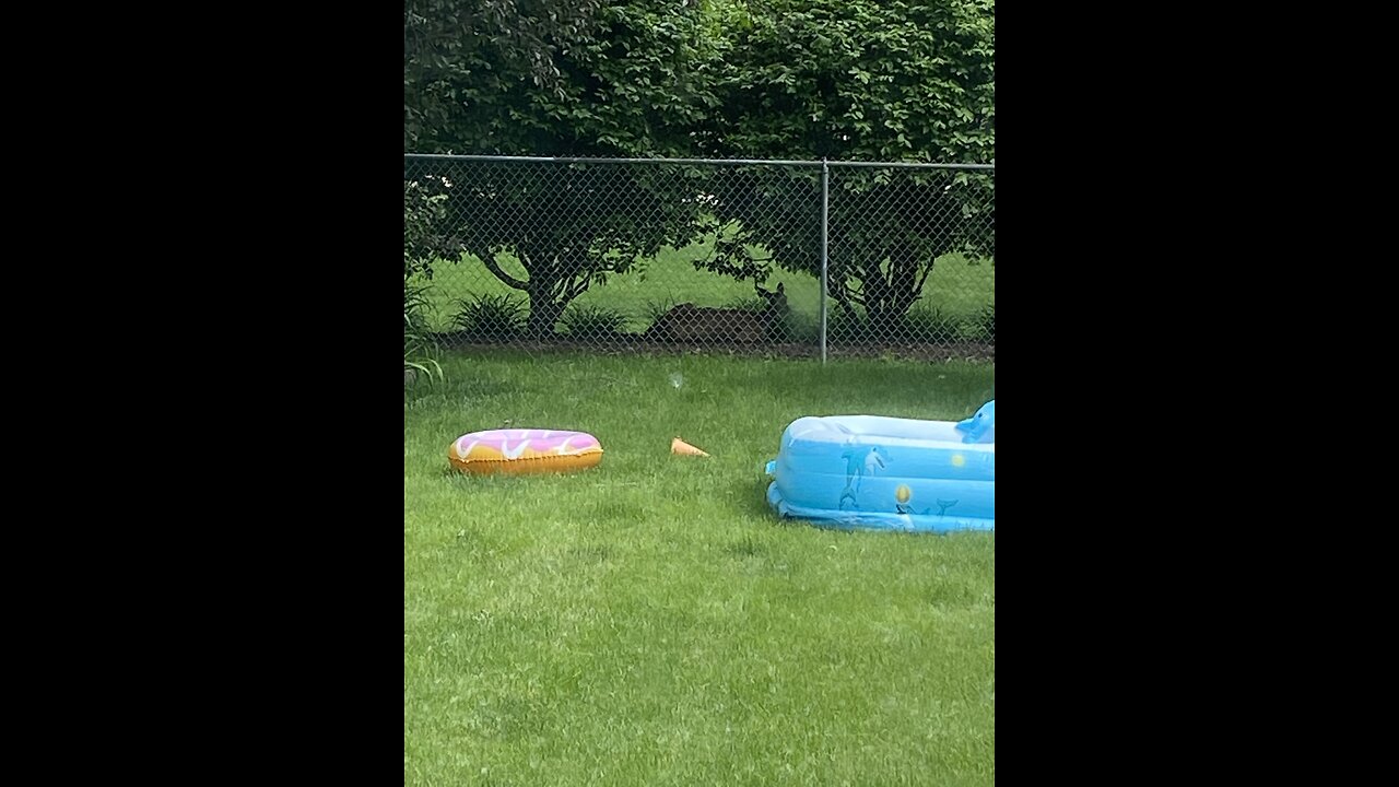 More fun in the garden