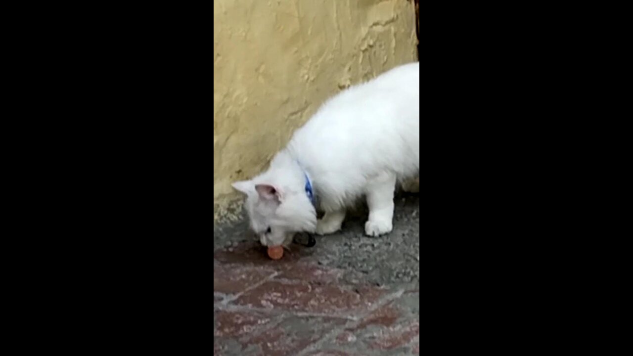 cute cat playing with ball