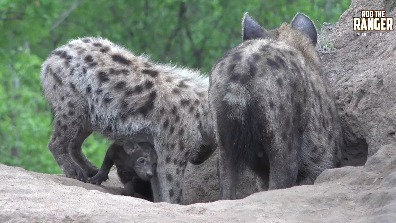 Watching Hyenas Again! Part 11