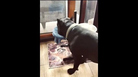 Good boy..🐕🥣💦😍 #shorts #dog #tiktok