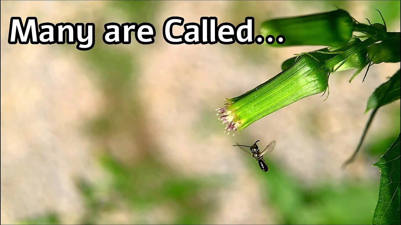 Two Sweat Bees One Flower, Many Are Called-Few Are Chosen