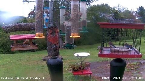 The most bluebirds we have seen at one time!