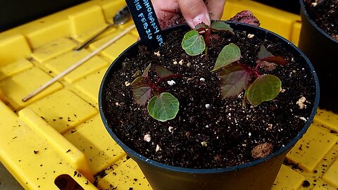 Potting Up Mahogany Splendor Hibiscus 🍁🪴👌🏼