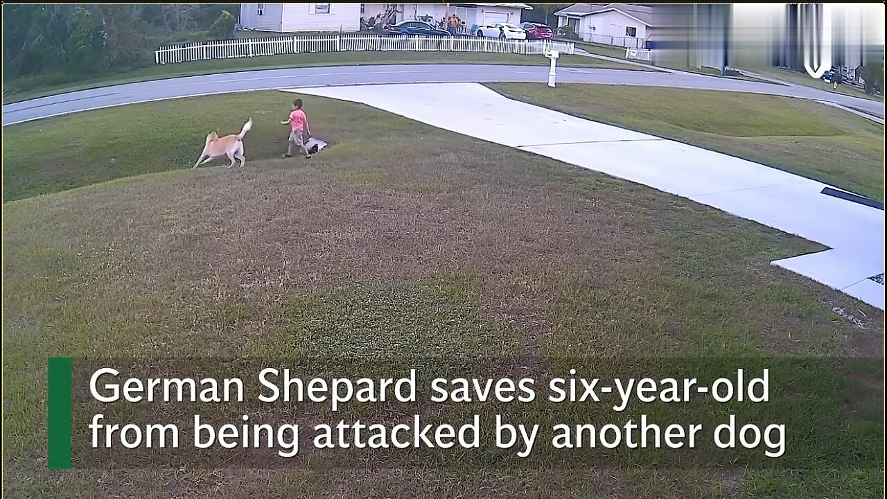 🐕‍🦺 German Shepherd Saves Six-Year-Old from Dog Attack 🛡️👦