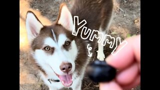 Huskies LOVE blueberries!!!