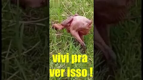 TANTAS COISAS QUE AGENTE AINDA NÃO VIU, O CONTEÚDO DESTE VÍDEO É UMA DELAS.