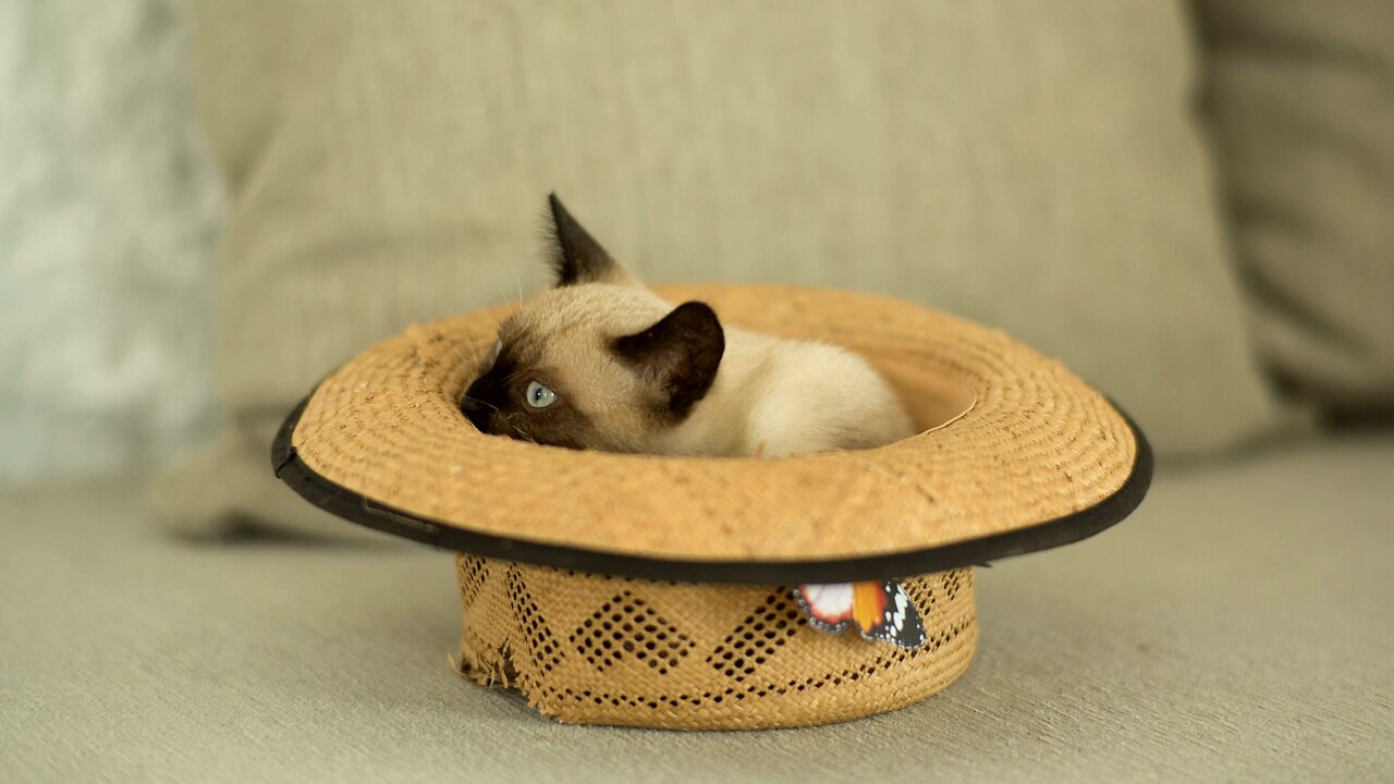 Siamese cat inside a hat