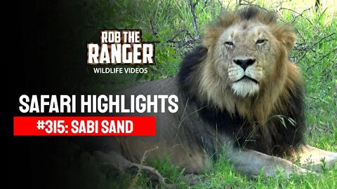 Safari Highlights #315: 06 - 10 January 2015 | Sabi Sand Nature Reserve | Latest Wildlife Sightings