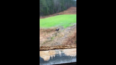 Turkey Gobbling in January! Alabama