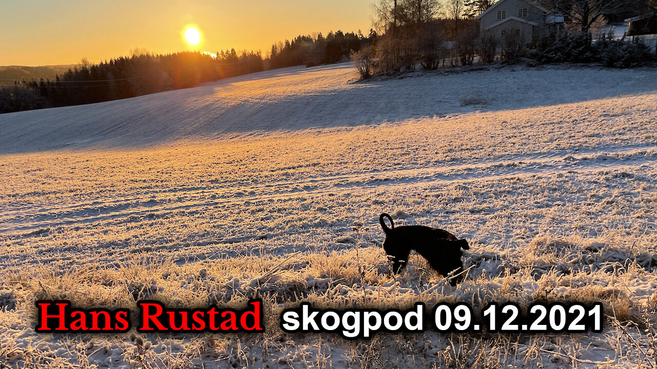 Skogpod 9. desember, 2021: Brenner ned juletre