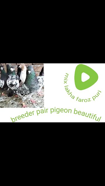 Beautiful pigeon lakhy ram puri breeder