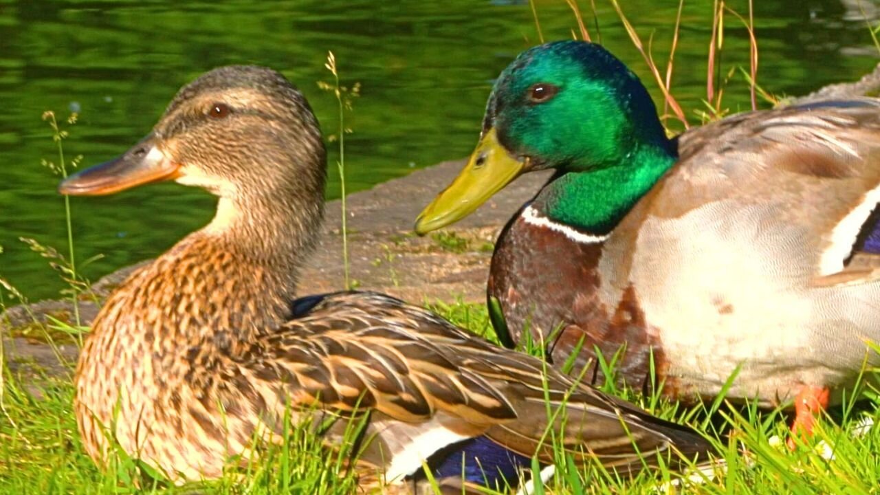 Drake Joins His Sunbathing Family. Mallard Ducks and Ducklings