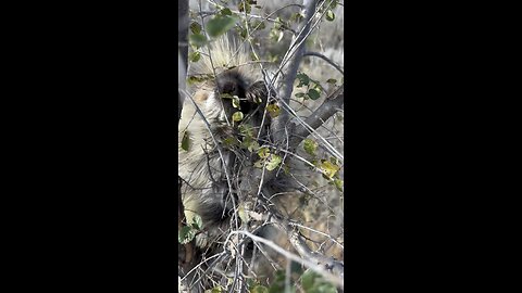 A demonstration of what a cute lil porcupine can do to you 😳