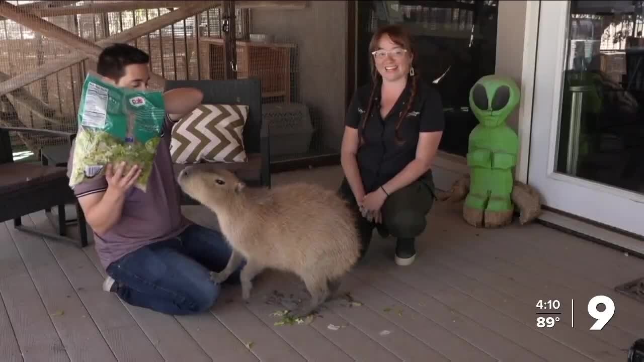 Tucson capybaras help Phoenix sanctuary