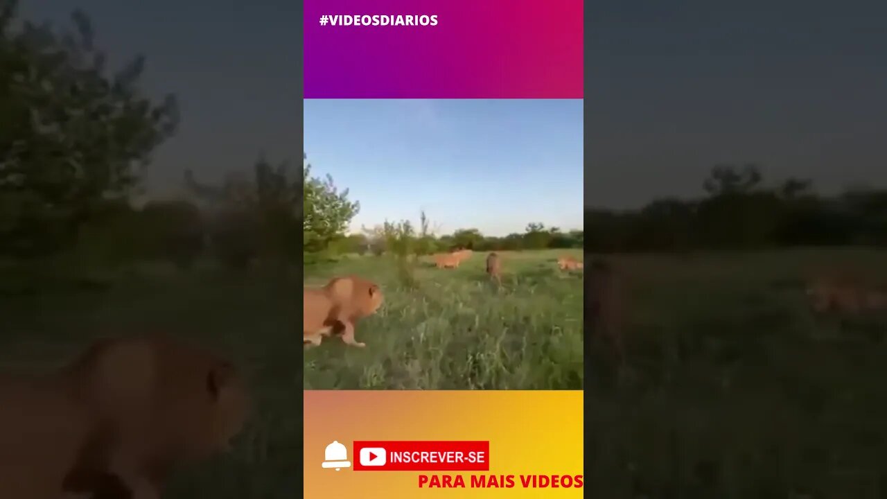 Profissão apartador de treta na savana 😂 #shorts