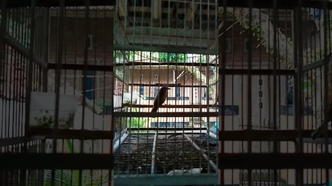 Burung kuricang