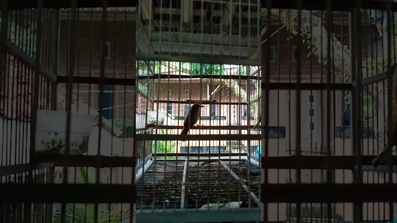 Burung kuricang