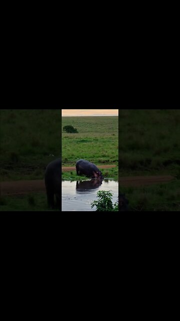 Hippo Goes Home #Wildlife | #ShortsAfrica