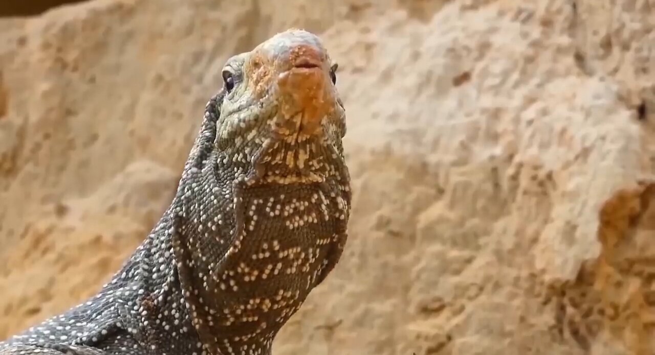 Aghast_ The Brutal Moment When the Fierce Lion Couldn_t Avoid The Giant Lizard Bites