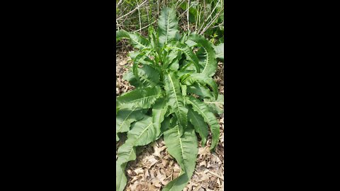 ผักป่ากินได้ wild plants