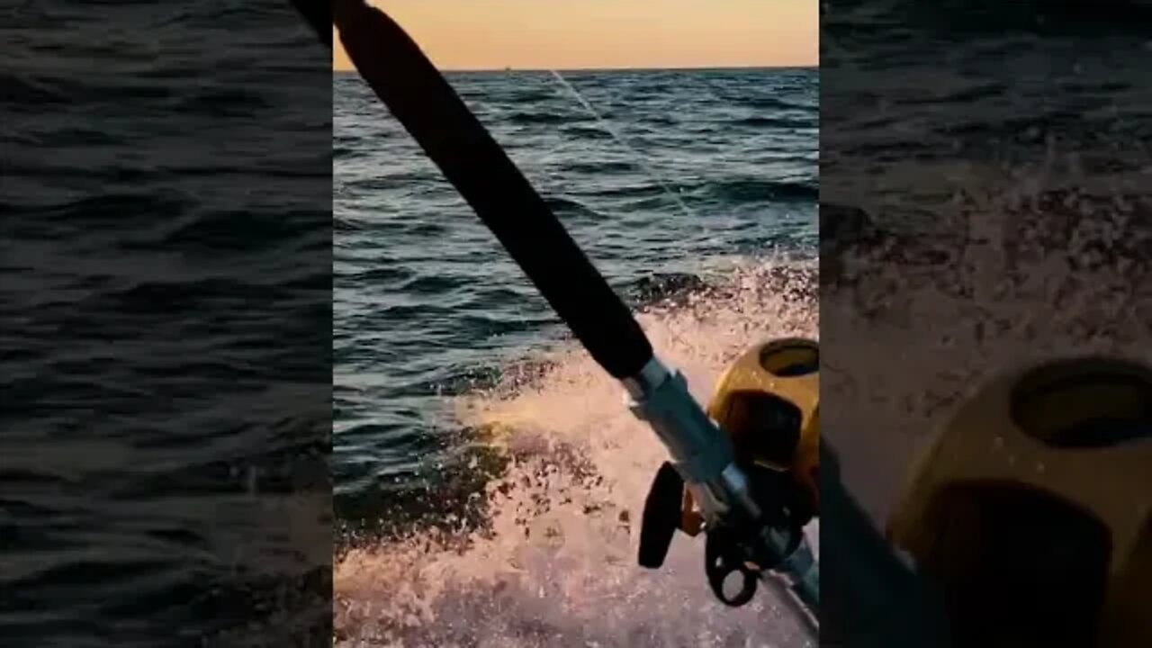Lose a Giant tuna, Catch TWO MORE