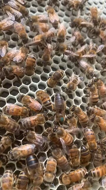 Peek at one of our marked queens 👑🐝