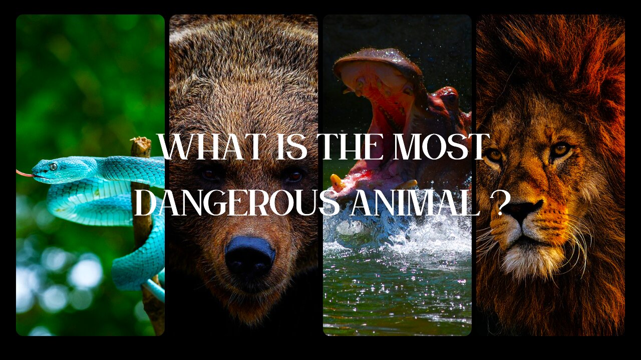 The Most DANGEROUS Animal in the World