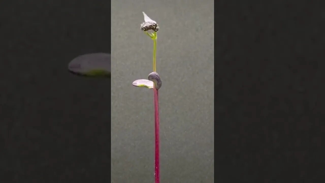 Amazing & trending viral shorts of technology related Shorts video #sorts #shorts