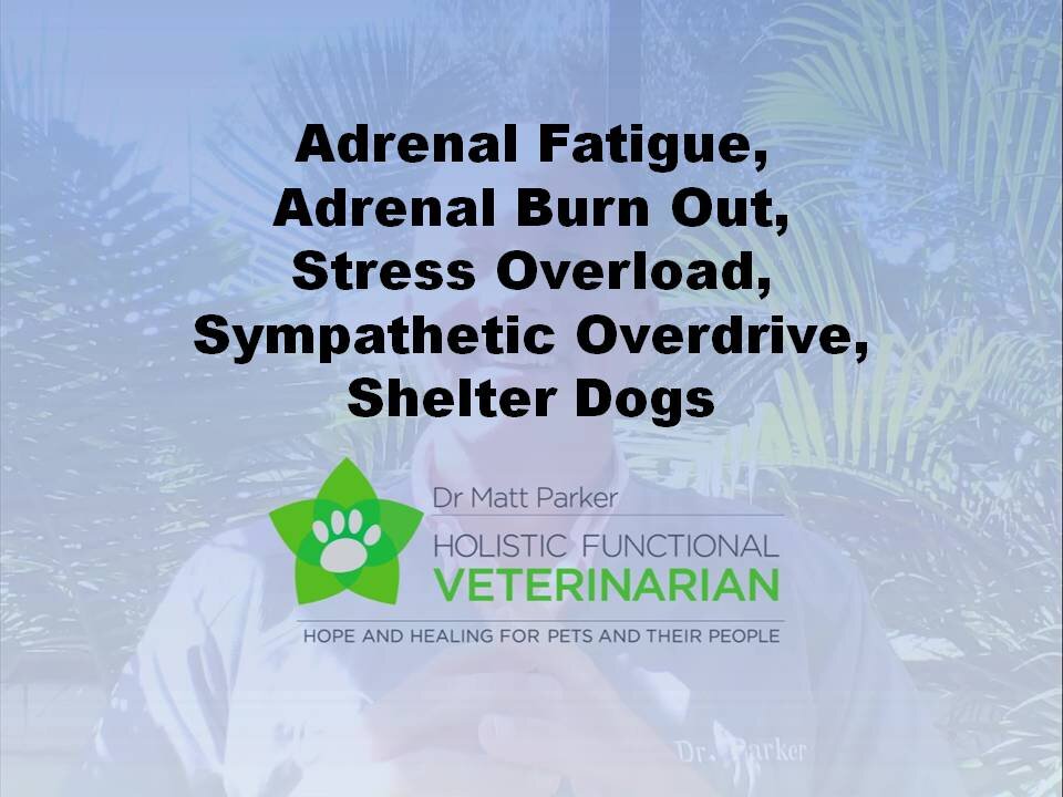 Adrenal Fatigue