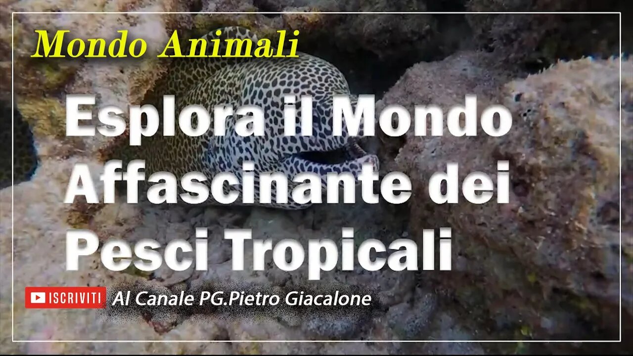 "Esplora il Mondo Affascinante dei Pesci Tropicali" #PesciTropicali #AcquarioDiPesciTropicali