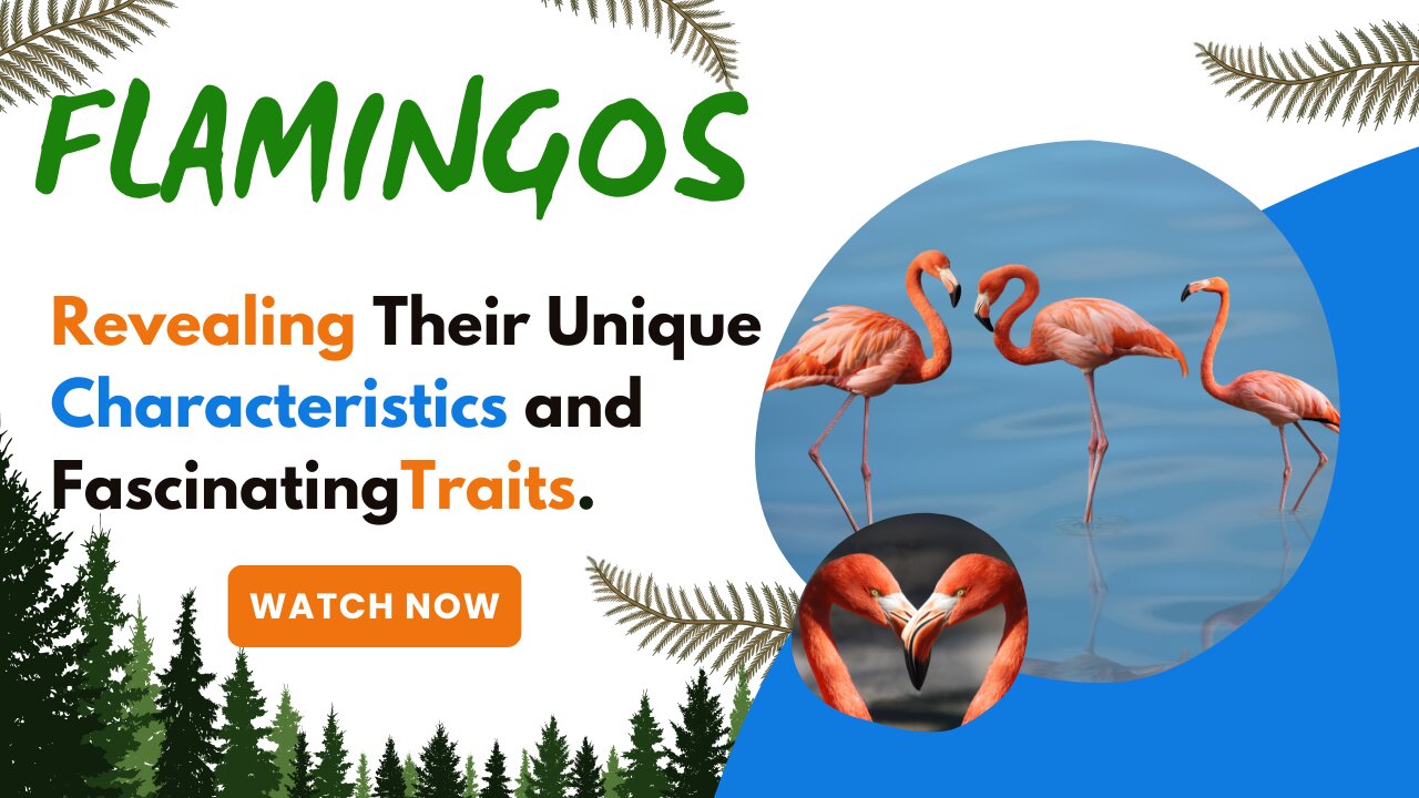 Flamingos, Revealing Their Unique Characteristics and Fascinating Traits.