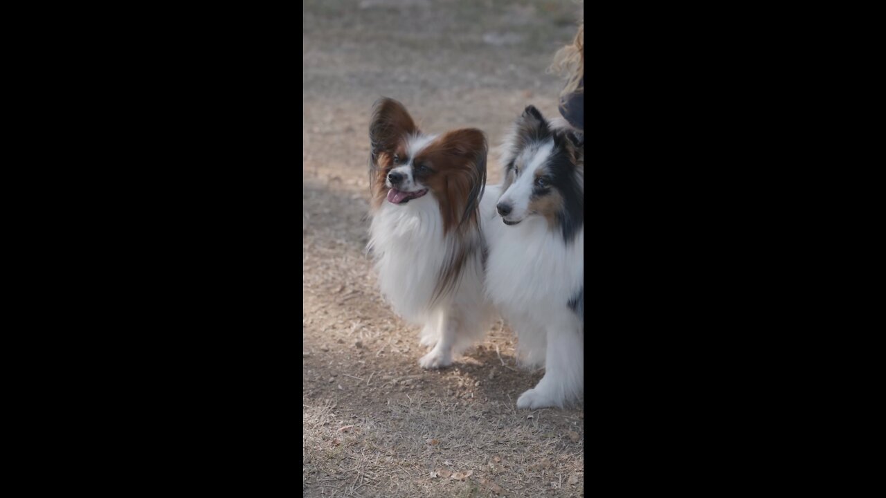 Funny animals. Beautiful blonde puppies day out