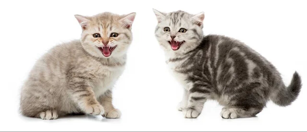 Funny animals