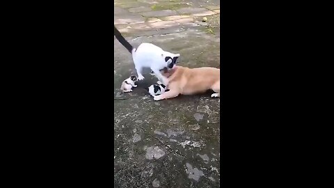 CAT NE DOG KO |FUNNY VIDEO 😄😁😆