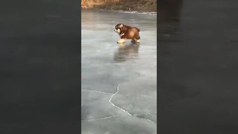 Puppy On Ice