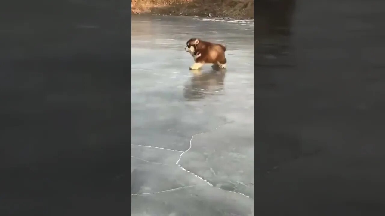 Puppy On Ice