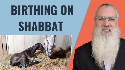 Mishna Shabbat Chapter 18 Mishnah 3 Birthing on Shabbat