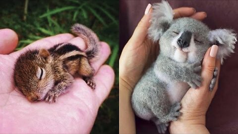 Cute Baby Animals Videos Compilation | Funny and Cute Moment of the Animals #4- Cutest Animals