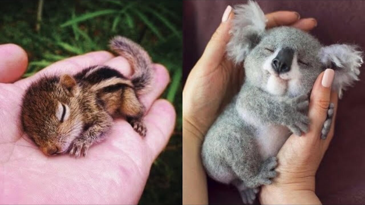 Cute Baby Animals Videos Compilation | Funny and Cute Moment of the Animals #4- Cutest Animals