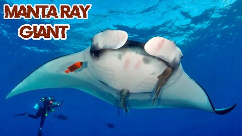 Enchantment of the Amazing Giant Manta Ray in the Ocean