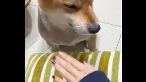 Cute pets funny videos funny moments enjoy #pets