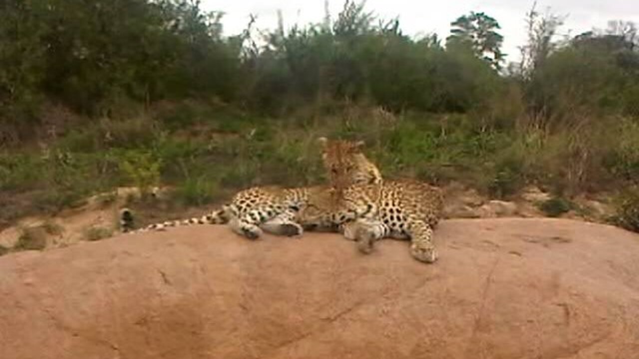 Leopardess grooming her son, direct upload