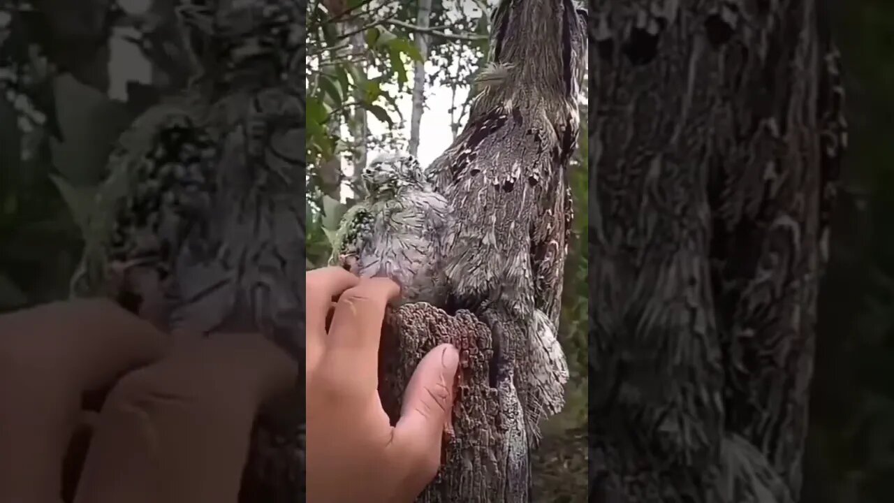 What their name never seen them before #shorts #birds #hype #trendingshorts #saintpee #viral