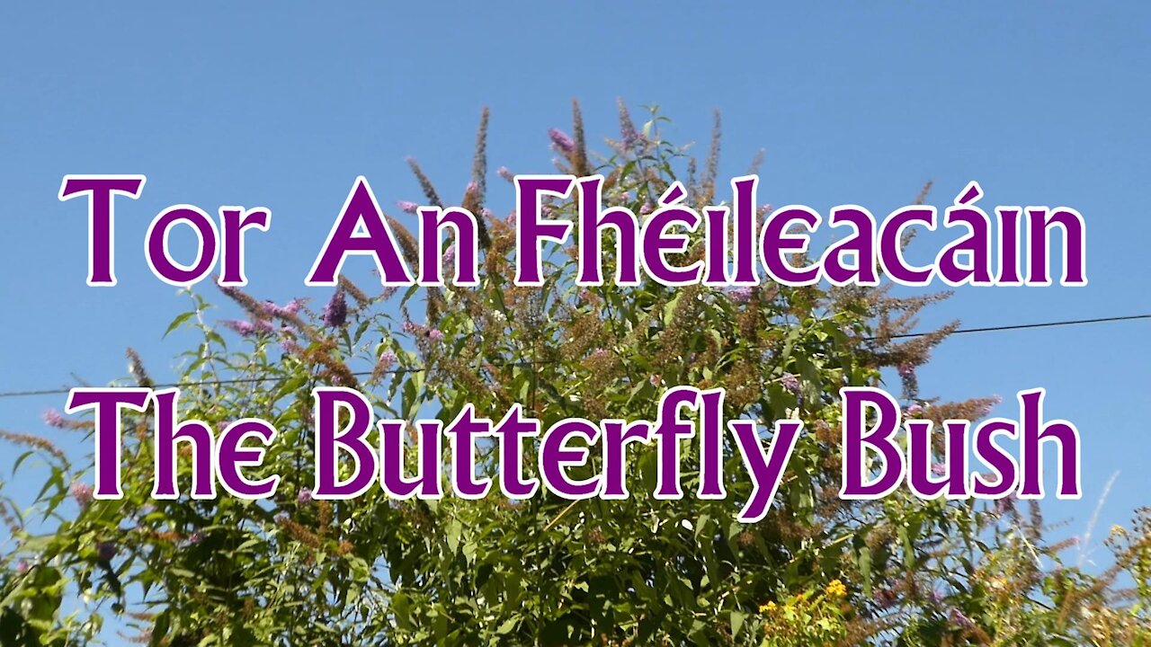 Tor An Fhéileacáin - The Butterfly Bush